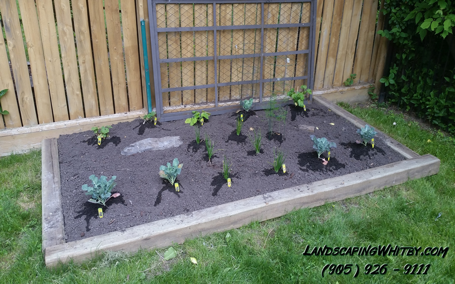 Vegetable Garden